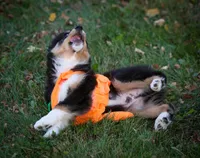 Bugs, a male Miniature Australian Shepherd and Miniature American Shepherd for sale in Valparaiso, IN – 9 of 10