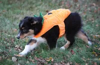 Bugs, a male Miniature Australian Shepherd and Miniature American Shepherd for sale in Valparaiso, IN – 4 of 10