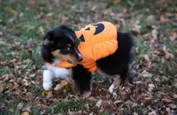Bugs, a male Miniature Australian Shepherd and Miniature American Shepherd for sale in Valparaiso, IN – 7 of 10