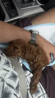 Biscoff, a male Poodle - Toy  for sale in Roseville, CA – 3 of 3