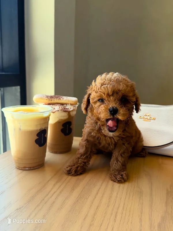 Biscoff – Poodle - Toy  puppy for sale in Roseville, CA