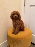 Biscoff, a male Poodle - Toy  for sale in Roseville, CA – 2 of 3