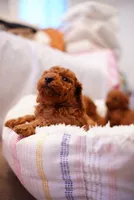No name yet, a male Poodle - Toy  for sale in Roseville, CA – 2 of 2