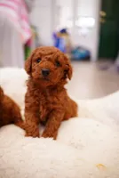 No name yet, a male Poodle - Toy  for sale in Roseville, CA – 1 of 2