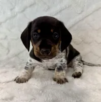 Male 2, a male Miniature Dachshund for sale in Boaz, AL – Photo 1 of 6