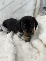 Male 2, a male Miniature Dachshund for sale in Boaz, AL – Photo 3 of 6