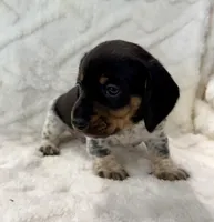 Male 2, a male Miniature Dachshund for sale in Boaz, AL – Photo 2 of 6