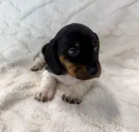 Male 3, a male Miniature Dachshund for sale in Boaz, AL – Photo 2 of 6