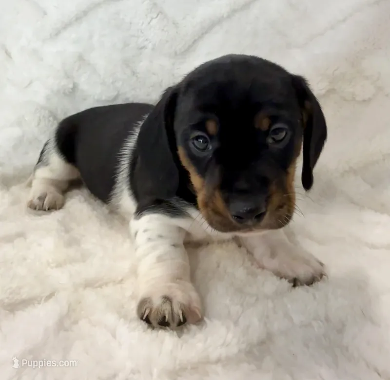 Male 3 – Miniature Dachshund puppy for sale in Boaz, AL