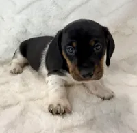 Male 3, a male Miniature Dachshund for sale in Boaz, AL – Photo 1 of 6