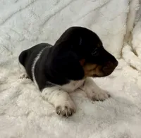 Male 3, a male Miniature Dachshund for sale in Boaz, AL – Photo 3 of 6