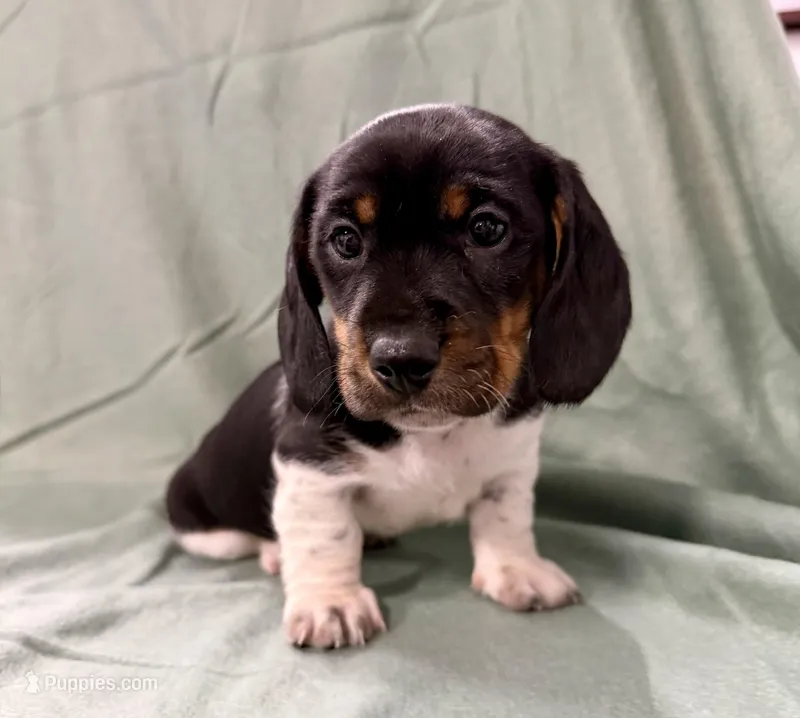 Male 3 – Miniature Dachshund puppy for sale in Boaz, AL