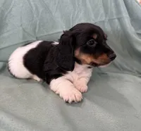 Male 1, a male Miniature Dachshund for sale in Boaz, AL – Photo 5 of 7