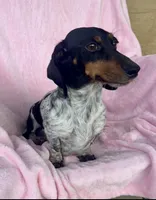 Male 1, a male Miniature Dachshund for sale in Boaz, AL – Photo 6 of 7