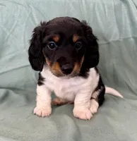 Male 1, a male Miniature Dachshund for sale in Boaz, AL – Photo 1 of 7