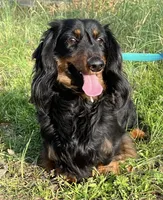 Male 1, a male Miniature Dachshund for sale in Boaz, AL – Photo 7 of 7