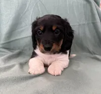 Male 1, a male Miniature Dachshund for sale in Boaz, AL – Photo 4 of 7