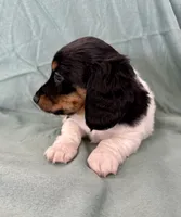 Male 1, a male Miniature Dachshund for sale in Boaz, AL – Photo 3 of 7