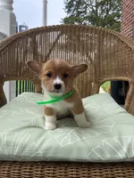Bently, a male Pembroke Welsh Corgi for sale in Jonestown, PA – 2 of 5