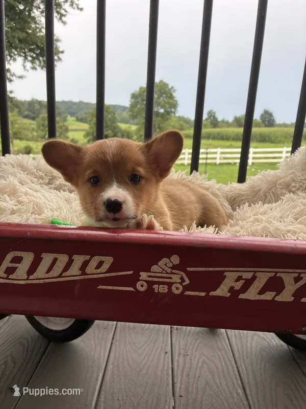 Bently – Pembroke Welsh Corgi puppy for sale in Jonestown, PA