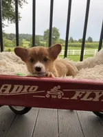 Bently, a male Pembroke Welsh Corgi for sale in Jonestown, PA – 1 of 5