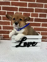 Beau , a male Pembroke Welsh Corgi for sale in Jonestown, PA – 3 of 4