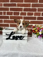 Benny, a male Pembroke Welsh Corgi for sale in Jonestown, PA – 3 of 4