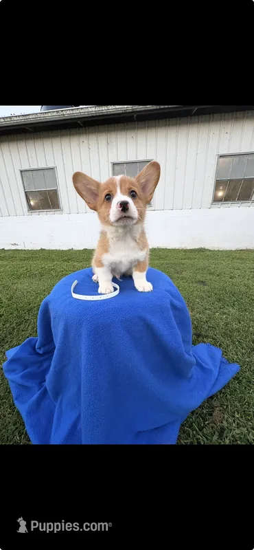 Bandit  – Pembroke Welsh Corgi puppy for sale in Jonestown, PA
