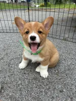 Bently, a male Pembroke Welsh Corgi for sale in Jonestown, PA – 3 of 5