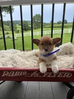 Beau , a male Pembroke Welsh Corgi for sale in Jonestown, PA – 4 of 4