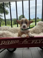 Benny, a male Pembroke Welsh Corgi for sale in Jonestown, PA – 2 of 4