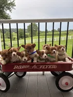 Bently, a male Pembroke Welsh Corgi for sale in Jonestown, PA – 4 of 5