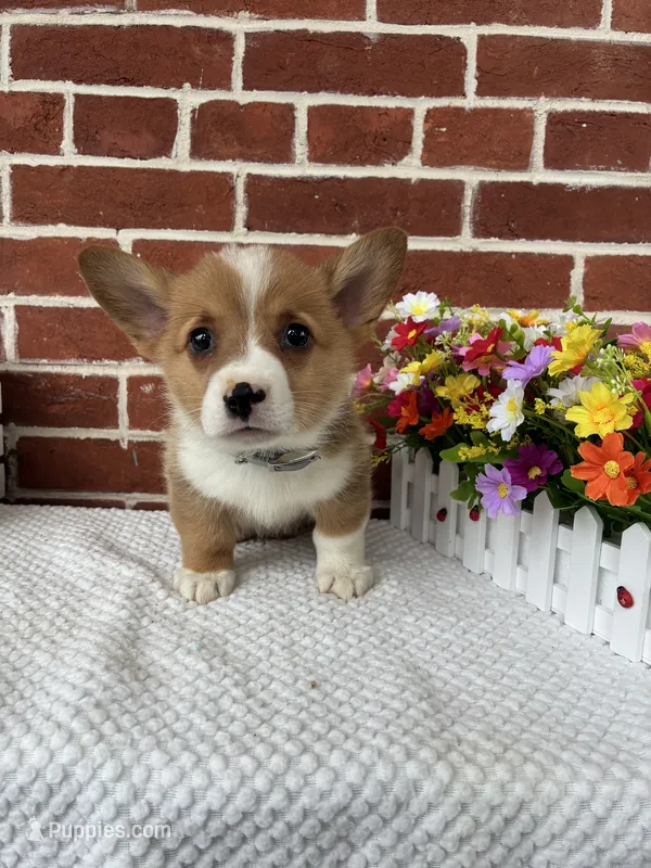 Bruno – Pembroke Welsh Corgi puppy for sale in Jonestown, PA
