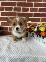 Bruno, a male Pembroke Welsh Corgi for sale in Jonestown, PA – 1 of 4