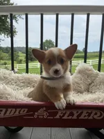 Bruno, a male Pembroke Welsh Corgi for sale in Jonestown, PA – 2 of 4