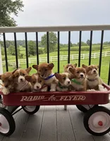 Bruno, a male Pembroke Welsh Corgi for sale in Jonestown, PA – 4 of 4