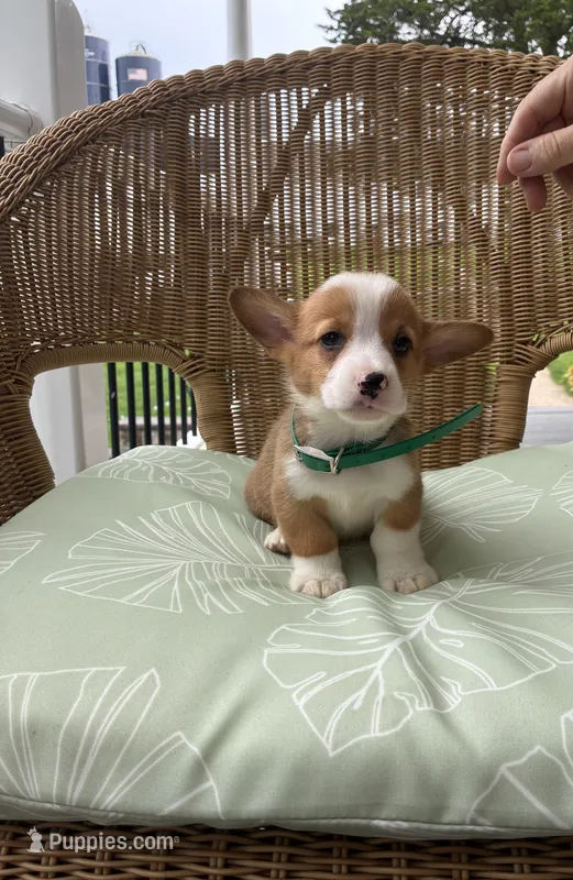 Benny – Pembroke Welsh Corgi puppy for sale in Jonestown, PA