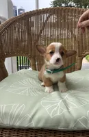 Benny, a male Pembroke Welsh Corgi for sale in Jonestown, PA – 1 of 4