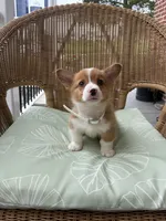 Bandit , a male Pembroke Welsh Corgi for sale in Jonestown, PA – 3 of 4