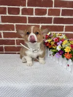 Bandit , a male Pembroke Welsh Corgi for sale in Jonestown, PA – 2 of 4