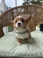 Bruno, a male Pembroke Welsh Corgi for sale in Jonestown, PA – 3 of 4