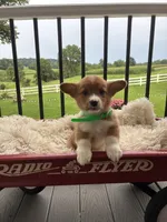 Bently, a male Pembroke Welsh Corgi for sale in Jonestown, PA – 5 of 5