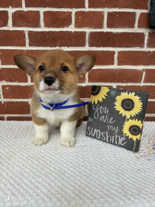 Beau  – Pembroke Welsh Corgi puppy for sale in Jonestown, PA