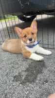 Beau , a male Pembroke Welsh Corgi for sale in Jonestown, PA – 2 of 4