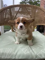 Bandit , a male Pembroke Welsh Corgi for sale in Jonestown, PA – 4 of 4
