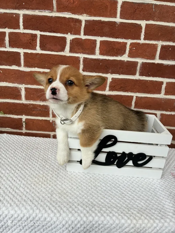 Bandit  – Pembroke Welsh Corgi puppy for sale in Jonestown, PA