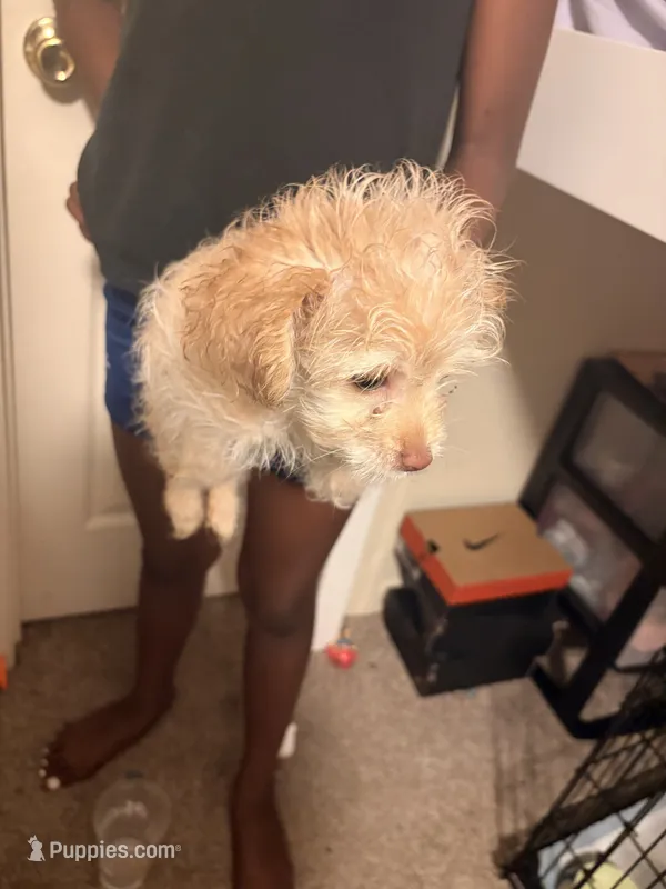 Coco – Maltipoo puppy for sale in Grovetown, GA