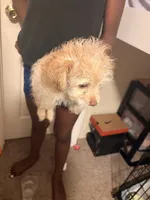 Coco, a female Maltipoo for sale in Grovetown, GA – 1 of 4