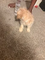 Coco, a female Maltipoo for sale in Grovetown, GA – 4 of 4