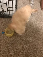 Coco, a female Maltipoo for sale in Grovetown, GA – 3 of 4